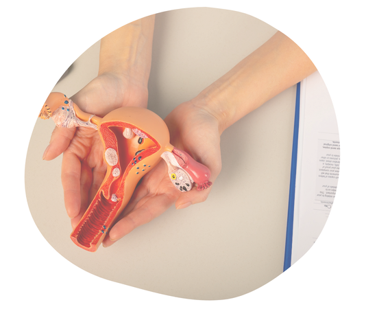 子宮の模型を用いて妊活について説明する